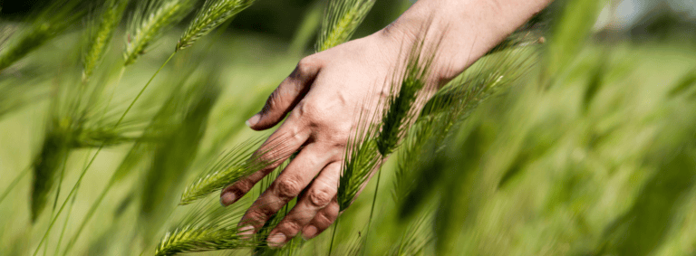 Selbsthilfe Depression - Hand streicht durch Kornfeld