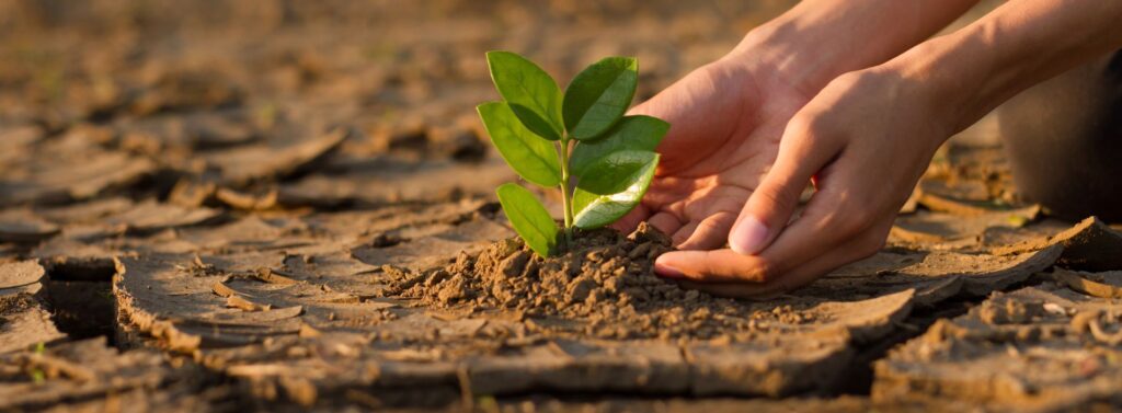 Klimaangst. Hände strecken sich nach einer Pflanze aus, die aus dem kargen Boden wächst